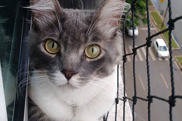 Rede de Proteção para Gatos